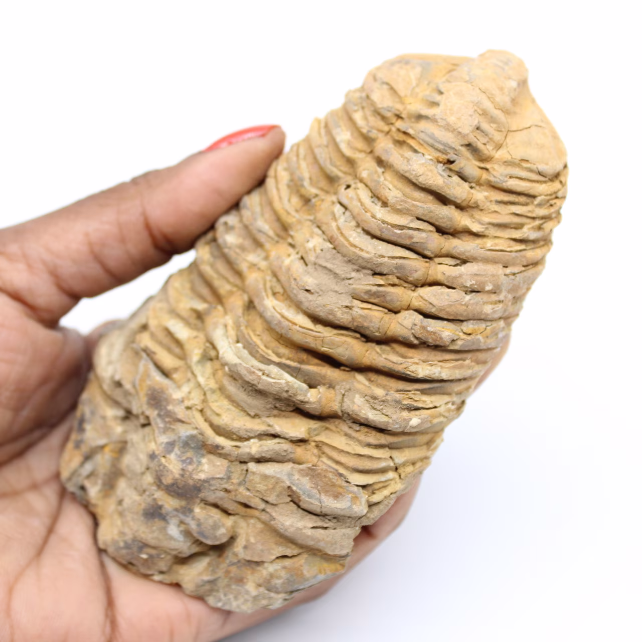 Fossiler Trilobit