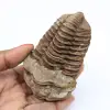 Versteinerung von Trilobiten - 0