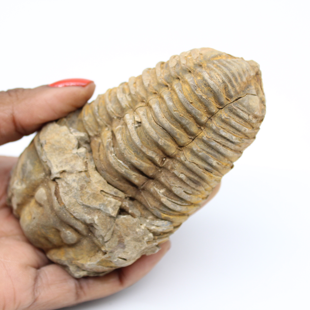 Fossil des marokkanischen Trilobiten