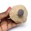 Trilobit auf Matrix aus Marokko - 0