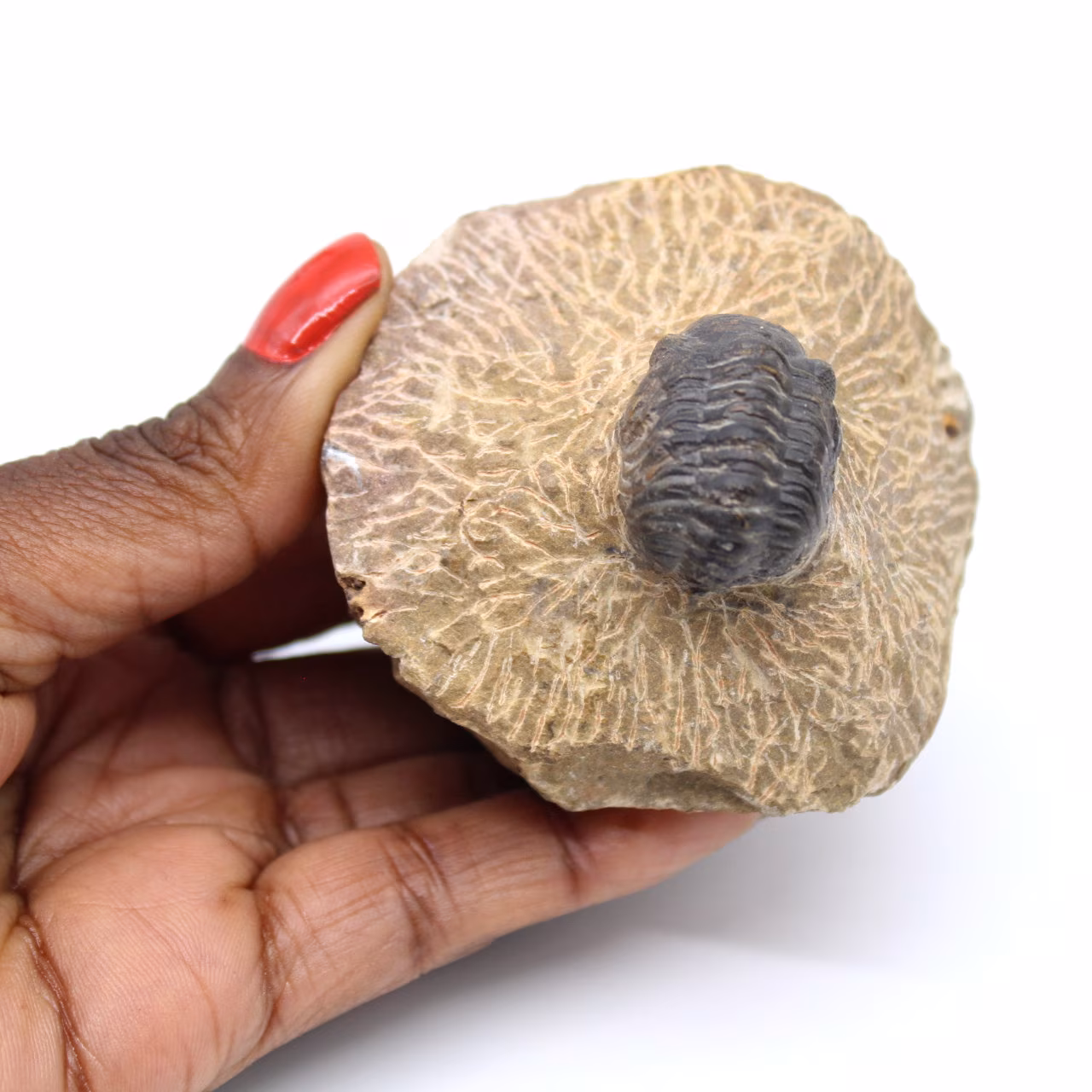 Trilobit auf Matrix aus Marokko