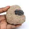 Trilobitenfossil in Matrix - 0
