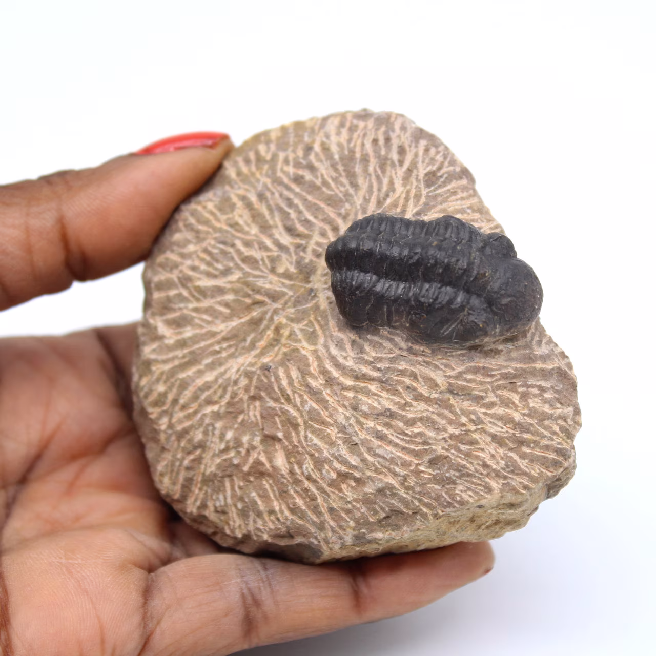 Trilobitenfossil in Matrix