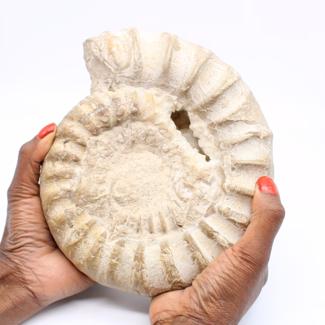 Fossiler Ammonit