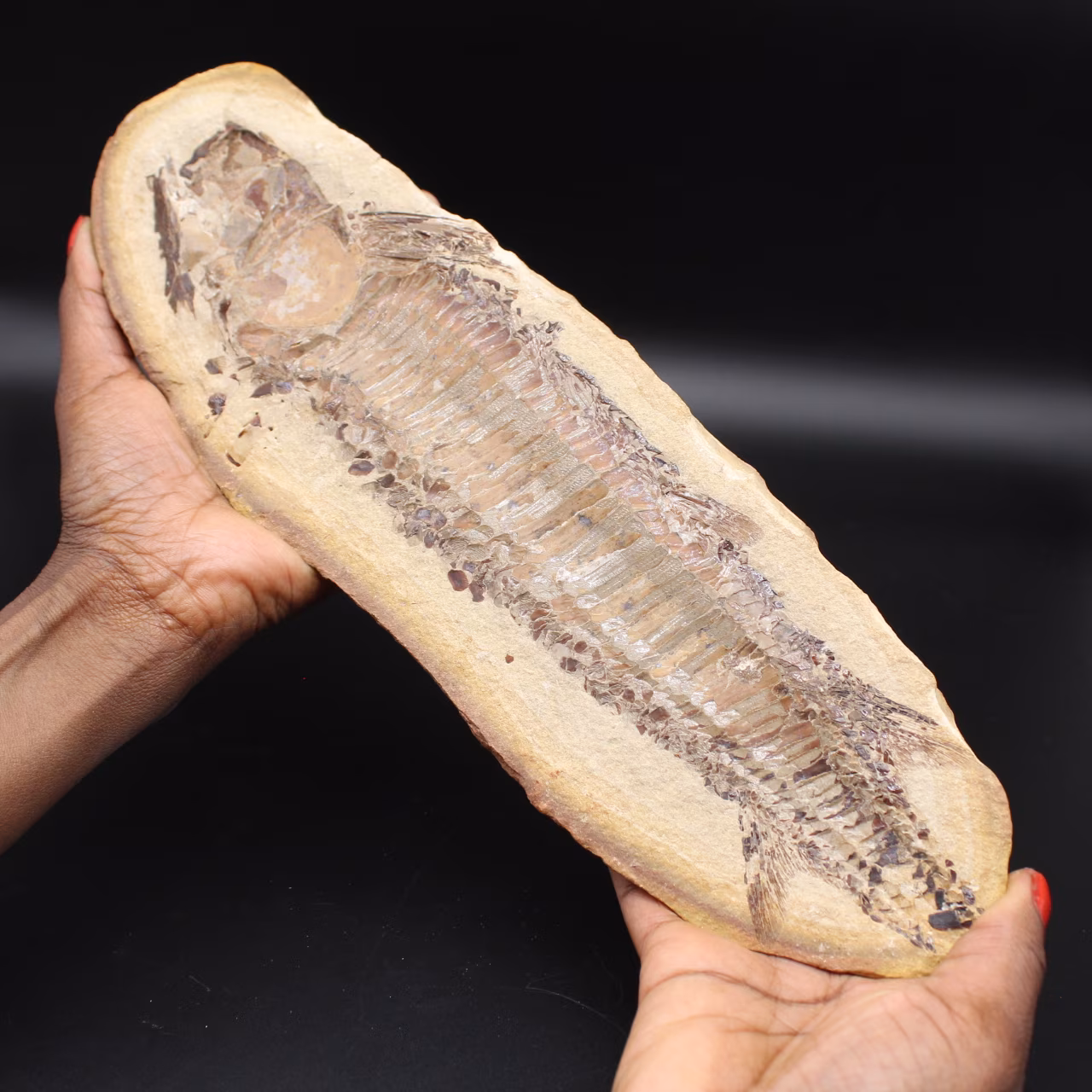 Großes Fischfossil