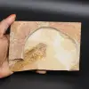 Fischfossil - 0