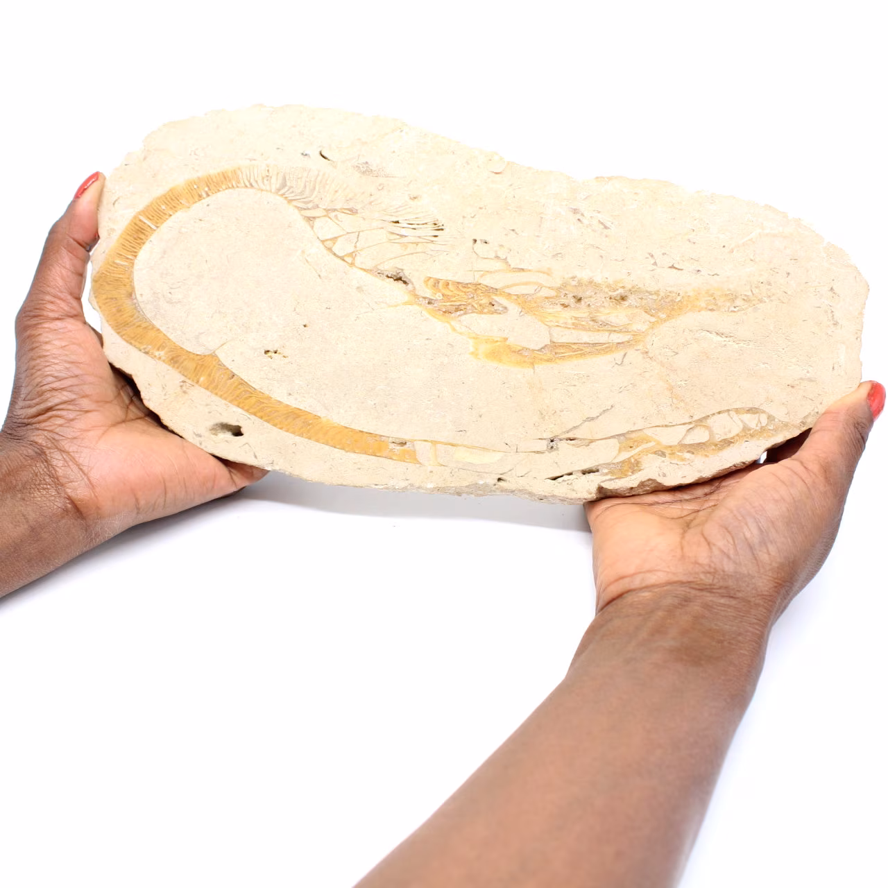 Fossil von Marokko