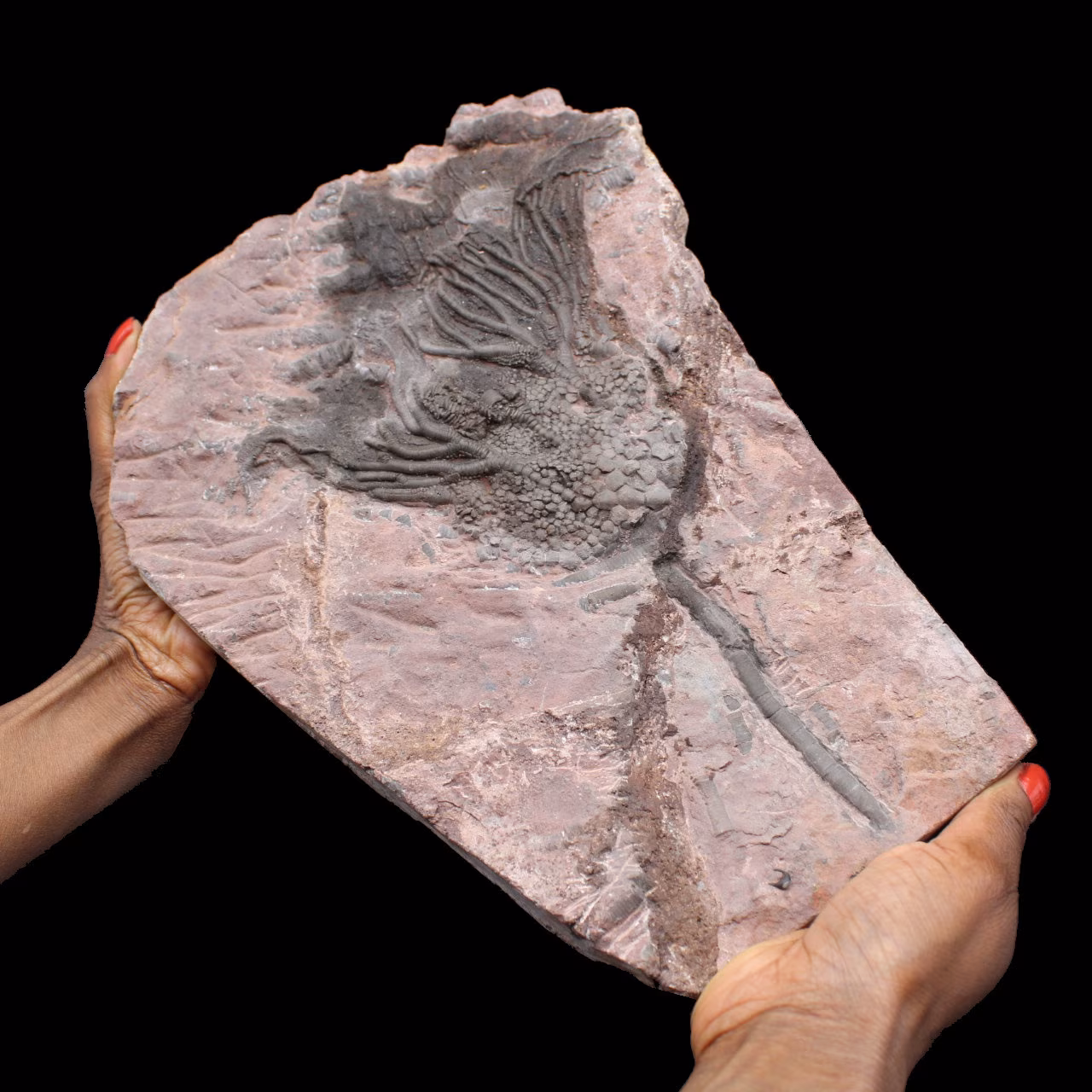 Versteinerte Crinoide, Seelilie, aus Marokko