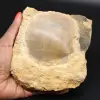 Fossile Muschel - 0