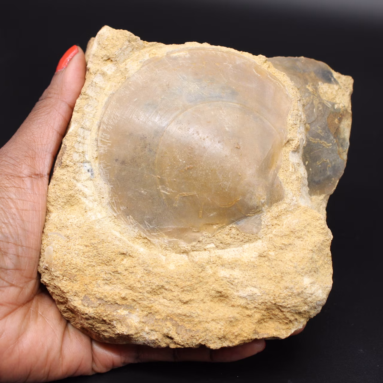 Fossile Muschel