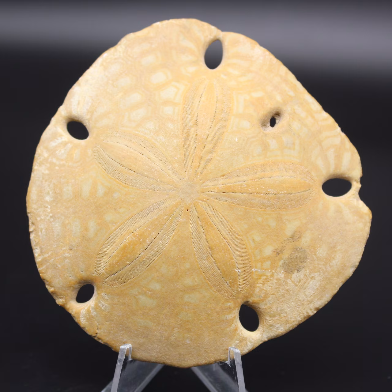 Scutella, fossiler Seeigel