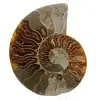 Ammonit aus Madagaskar - 0