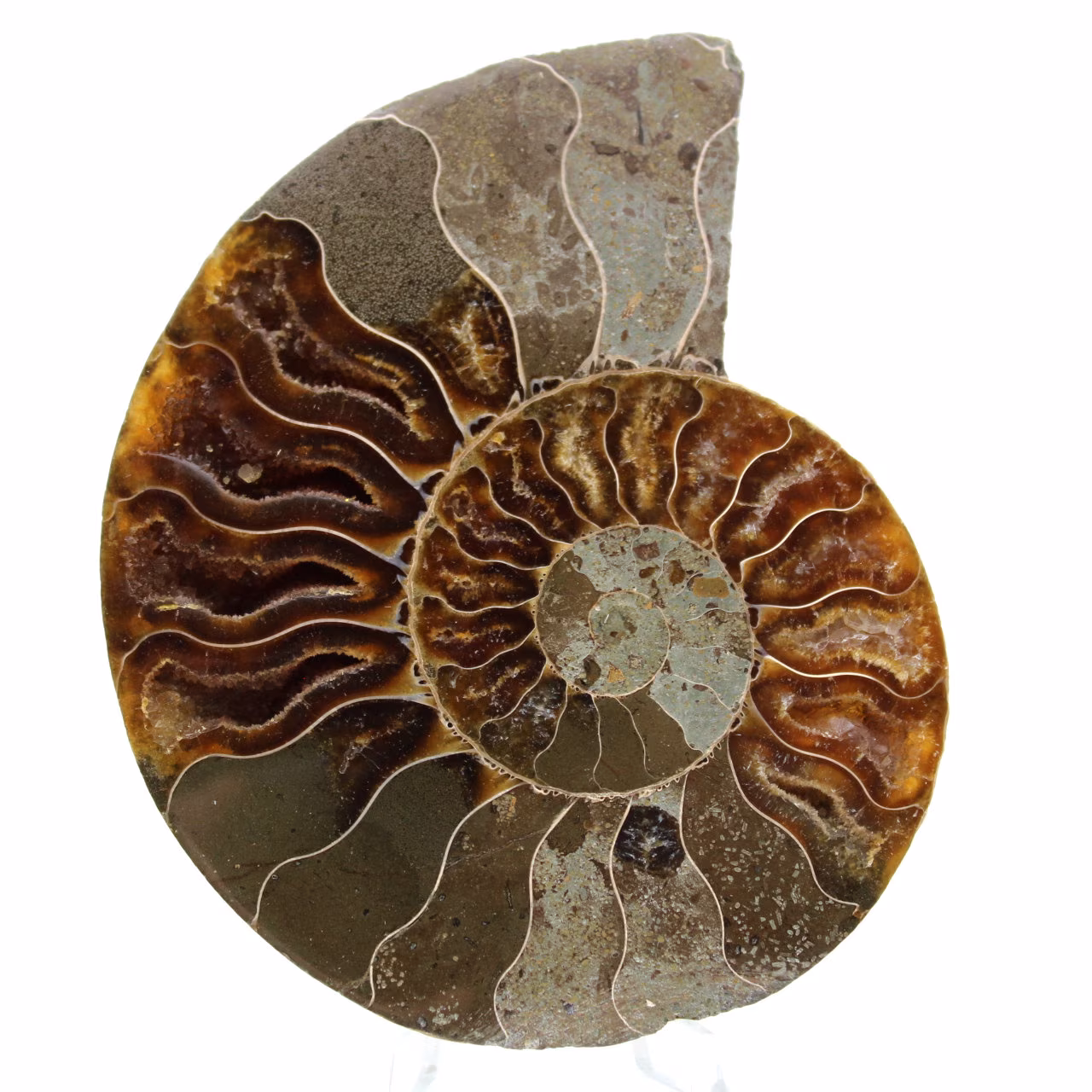 Ammonit aus Madagaskar