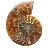 Fossiler Ammonit aus Madagaskar - 0
