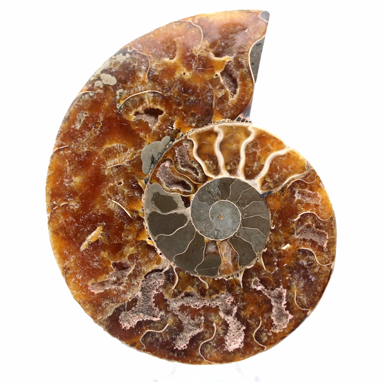 Fossiler Ammonit aus Madagaskar