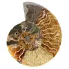 Ammonit aus Madagaskar - 0