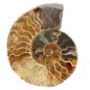 Ammonit Fossil ein Stück - 0