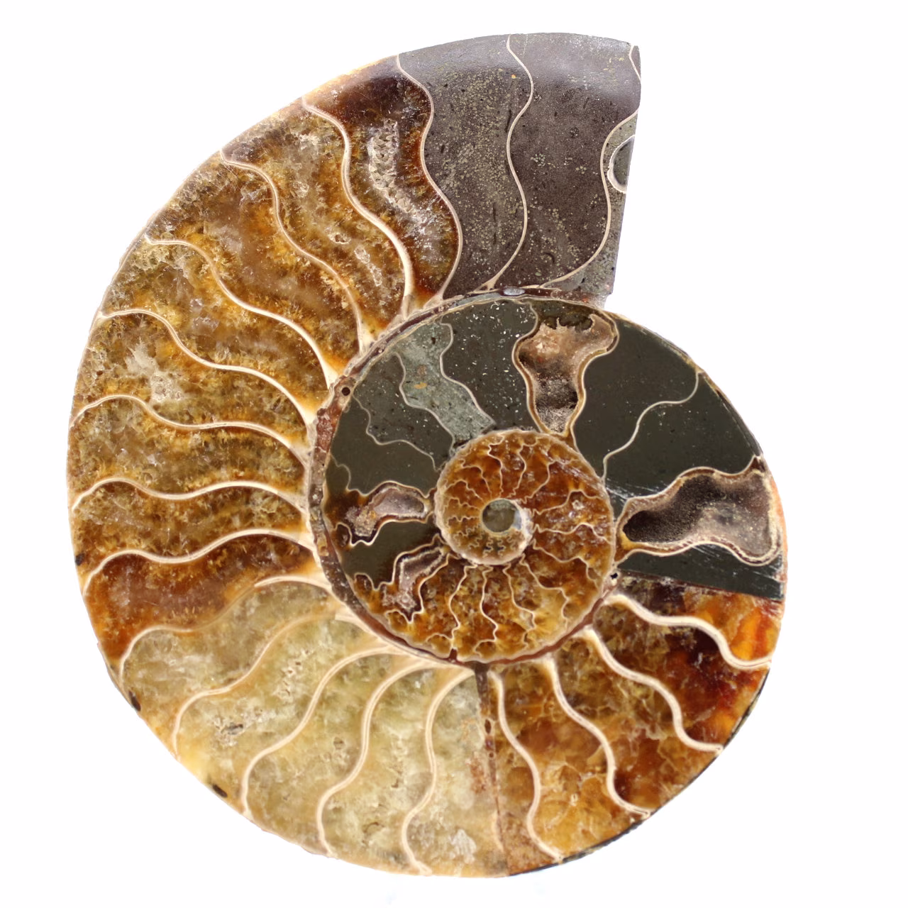 Ammonit Fossil ein Stück