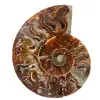 Fossiler Ammonit aus Madagaskar - 0