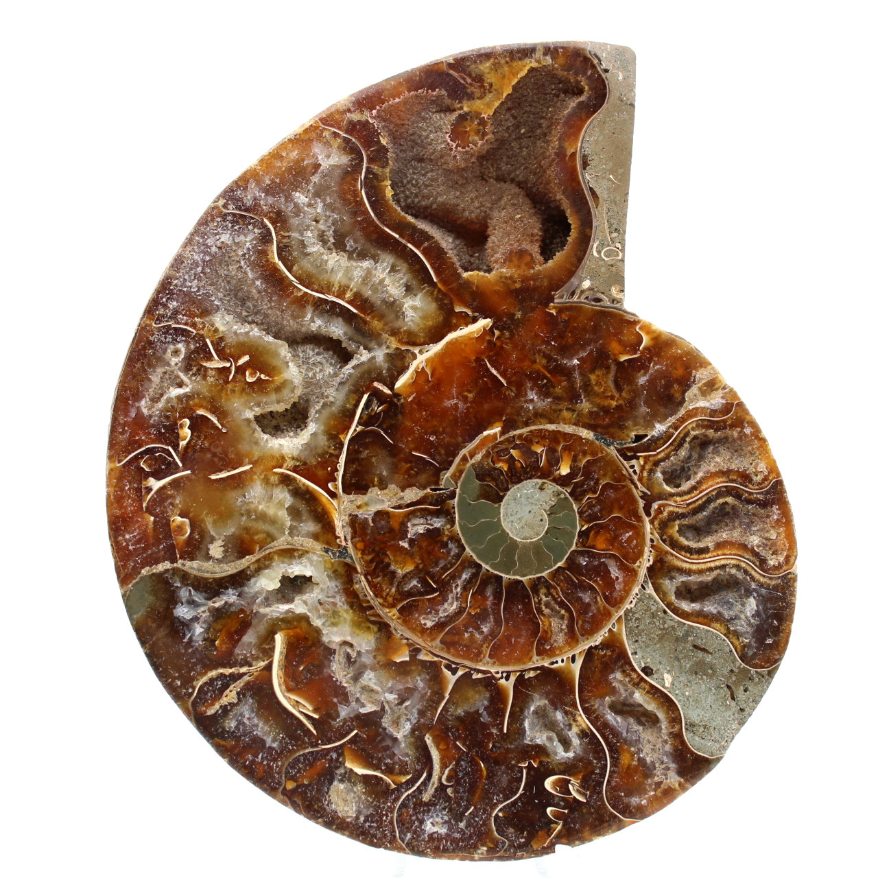 Fossiler Ammonit aus Madagaskar