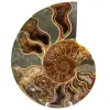 Fossiler Ammonit aus Madagaskar - 0