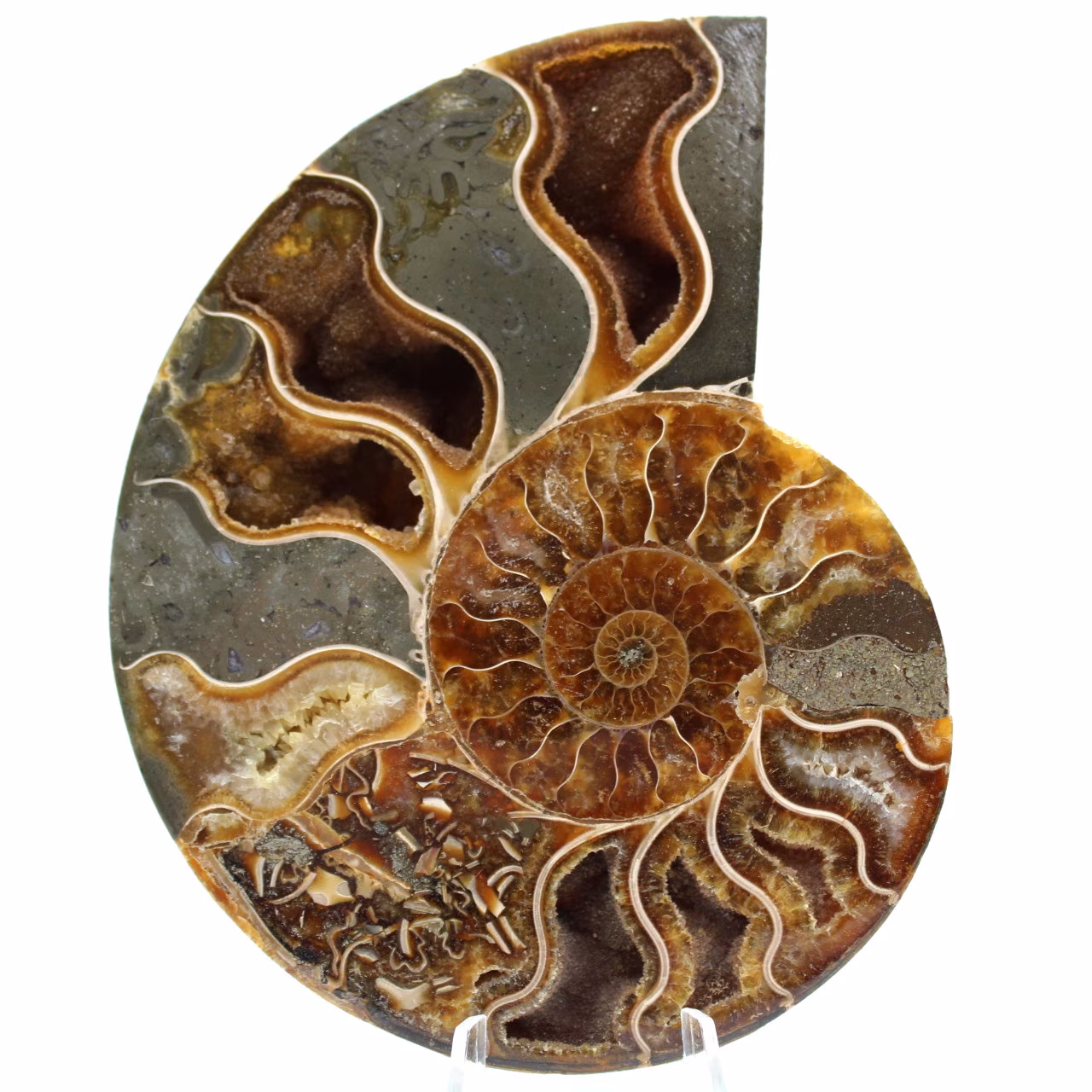 Fossiler Ammonit aus Madagaskar