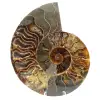 Ammonit aus Madagaskar - 0
