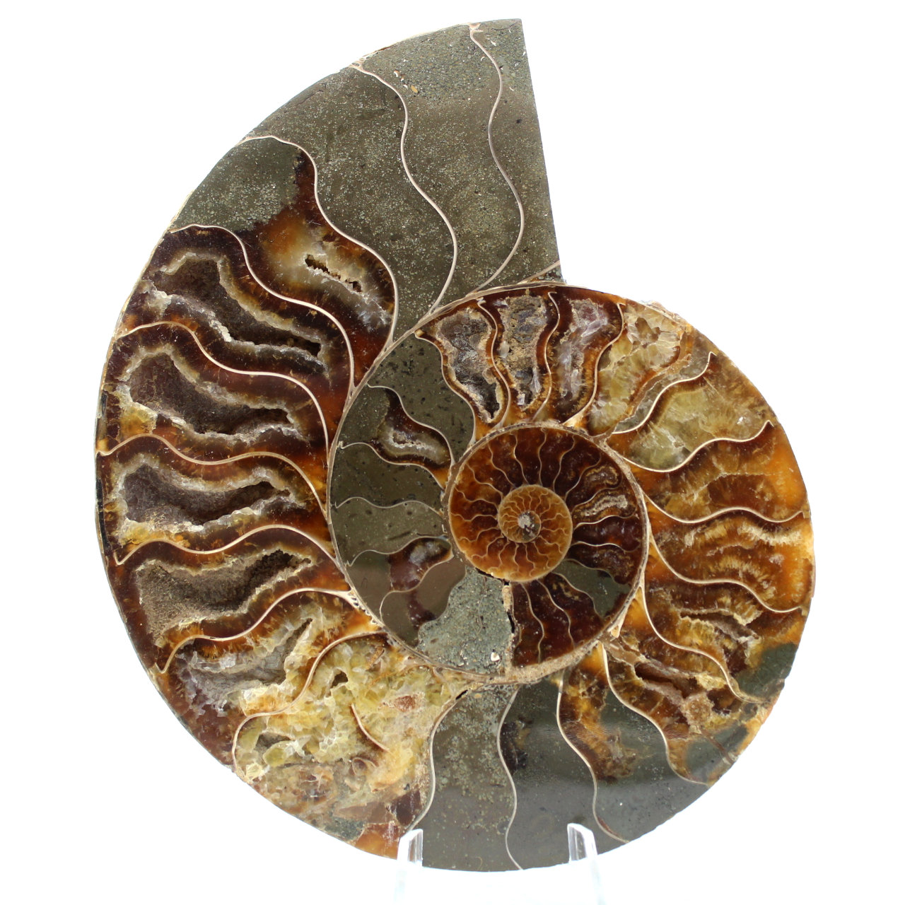 Ammonit aus Madagaskar