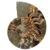 Ammonit Fossil ein Stück - 0