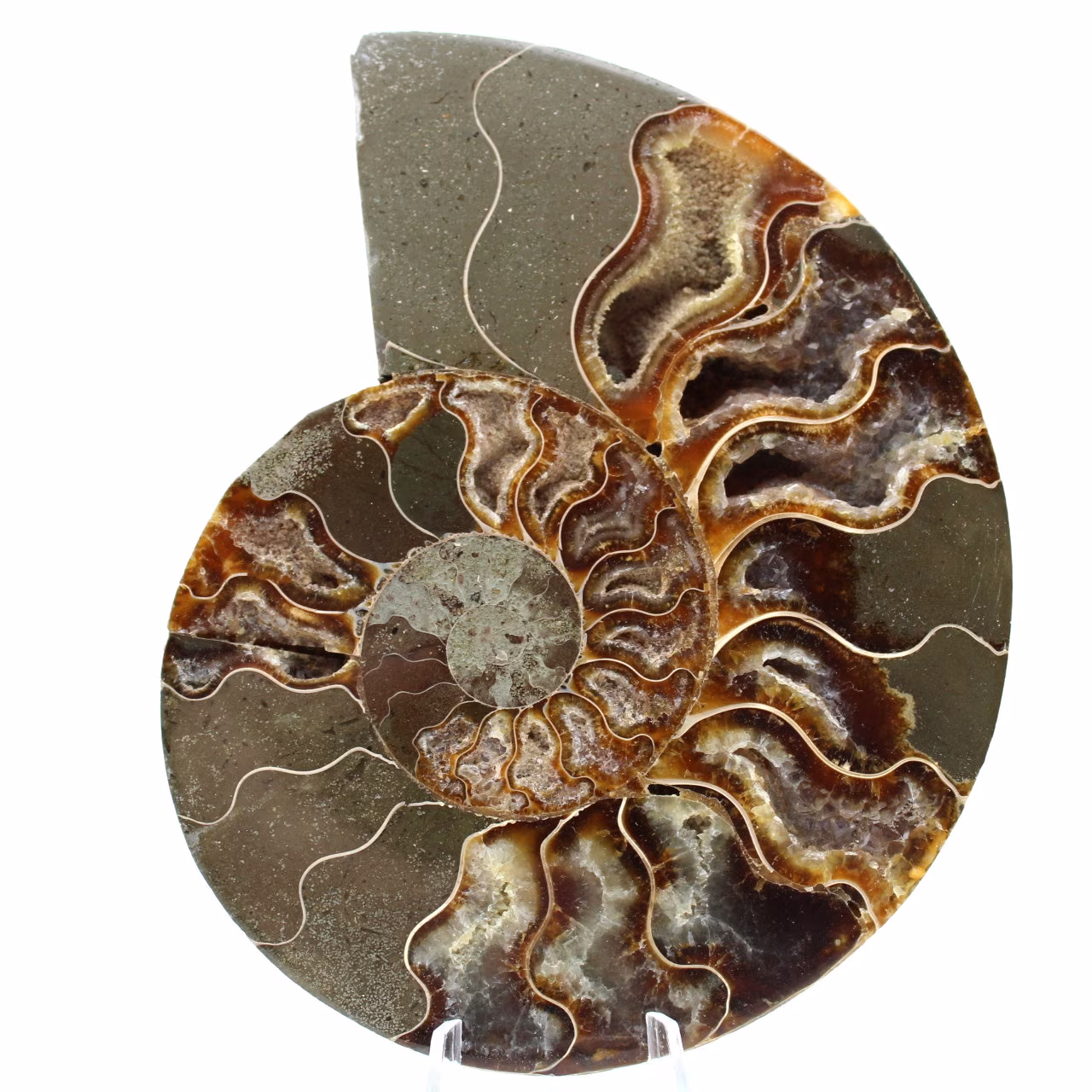 Ammonit Fossil ein Stück