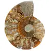 Ammonit aus Madagaskar - 0