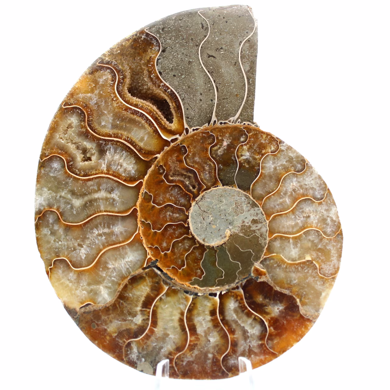 Ammonit aus Madagaskar