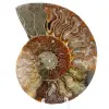 Ammonit Fossil ein Stück - 0