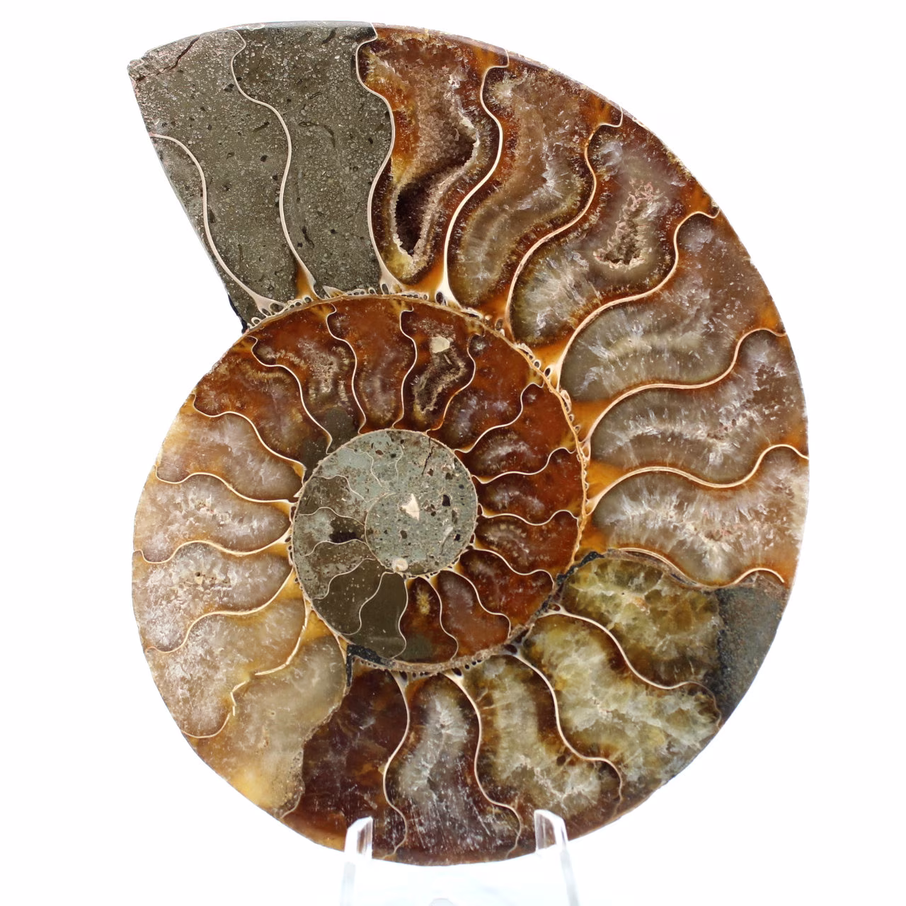 Ammonit Fossil ein Stück