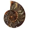 Fossiler Ammonit aus Madagaskar - 0