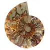 Ammonit aus Madagaskar - 0