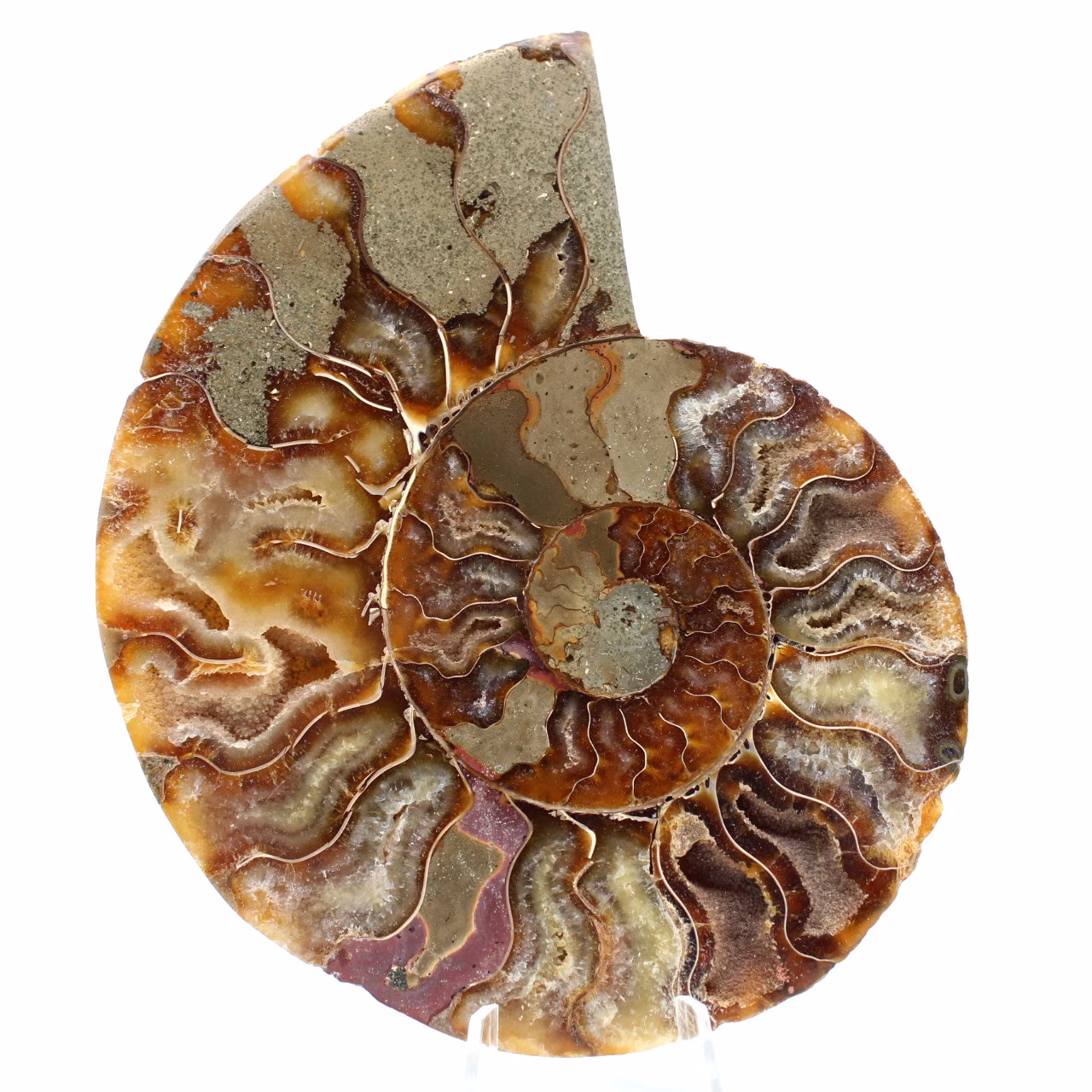 Ammonit aus Madagaskar
