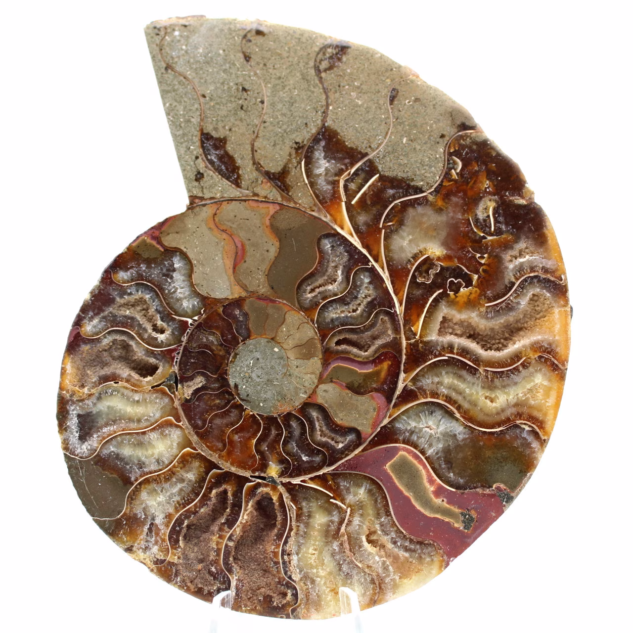 Ammonit Fossil ein Stück