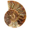 Fossiler Ammonit aus Madagaskar - 0