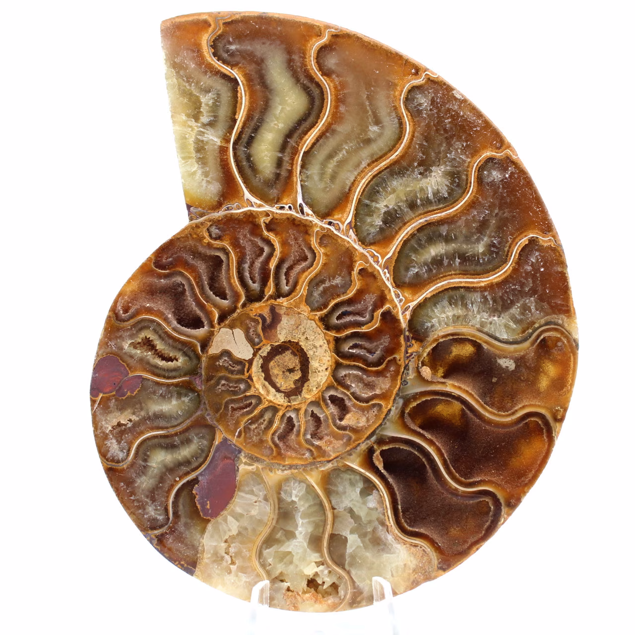 Fossiler Ammonit aus Madagaskar