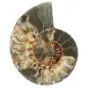 Ammonit aus Madagaskar - 0