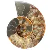 Ammonit Fossil ein Stück - 0
