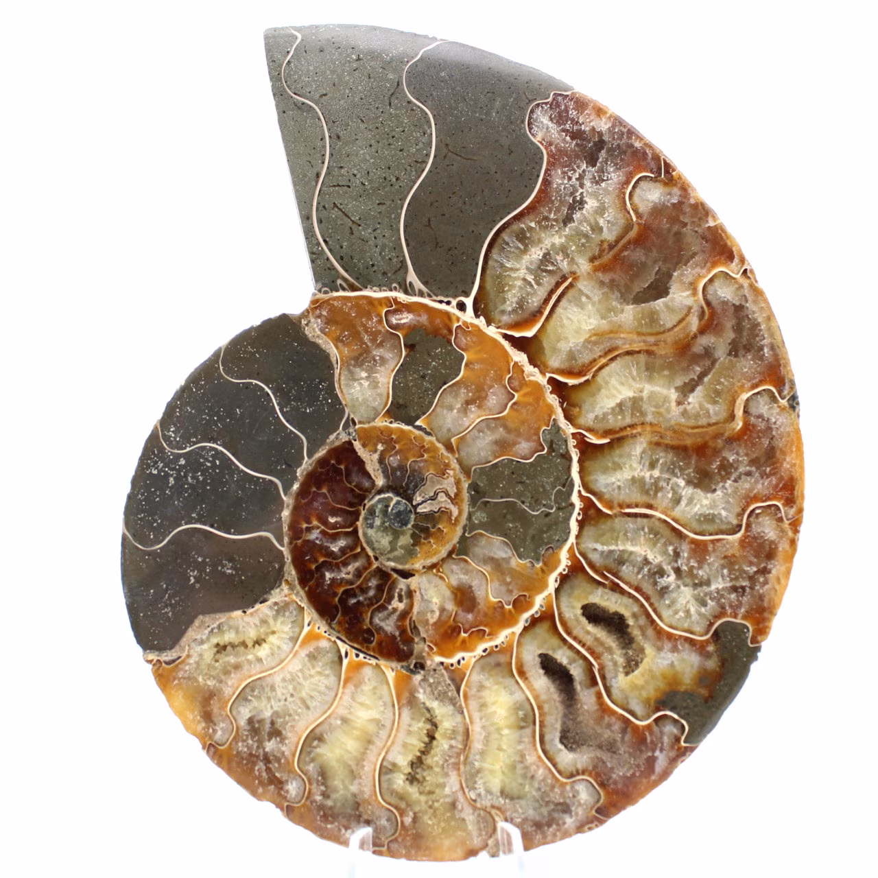 Ammonit Fossil ein Stück