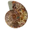 Ammonit Fossil ein Stück - 0