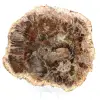 Poliertes versteinertes Holz aus Madagaskar - 0