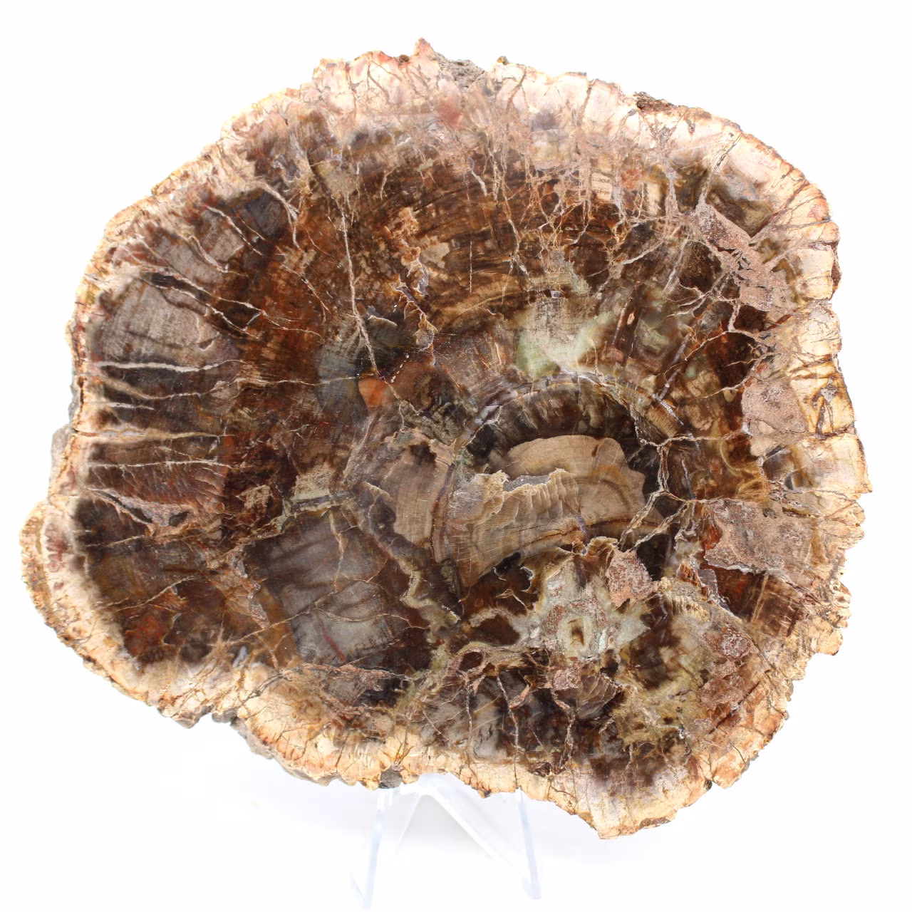 Poliertes versteinertes Holz aus Madagaskar