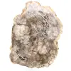 Poliertes versteinertes Holz aus Madagaskar - 0