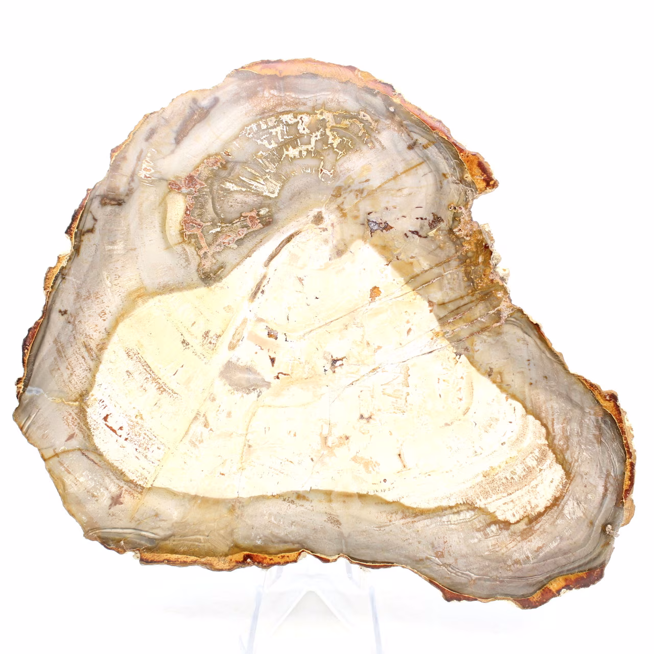Scheibe versteinertes Holz aus Madagaskar