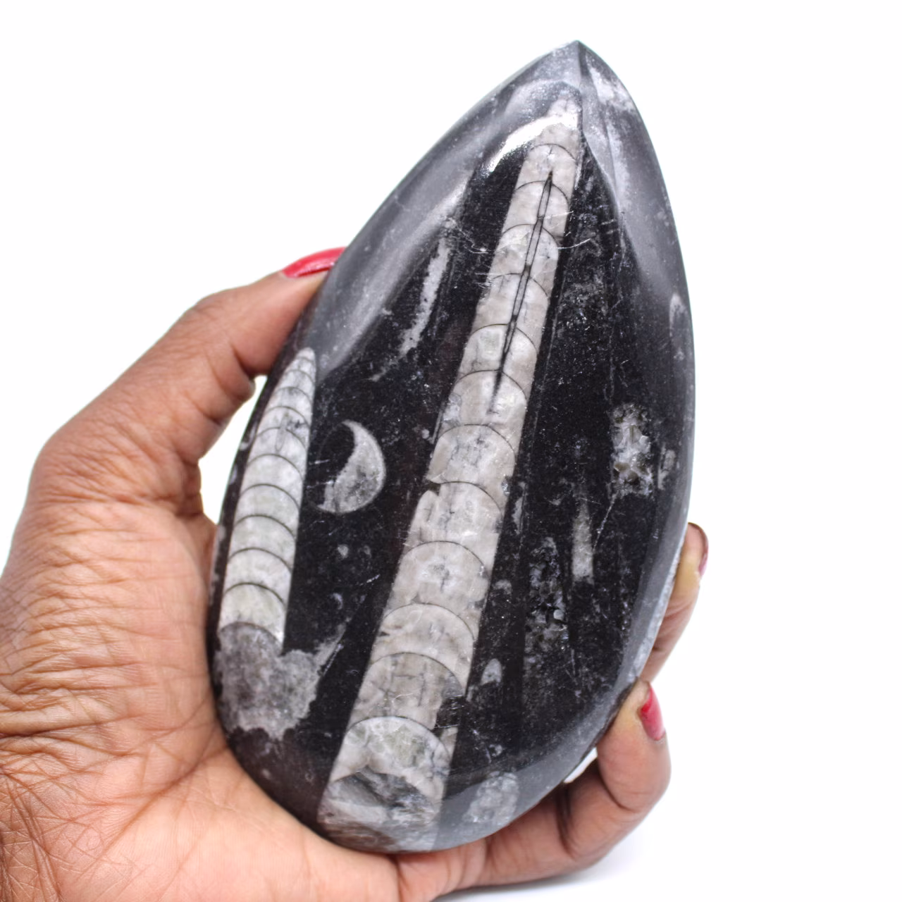 Fossile orthoceras