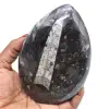Natürliche orthoceras - 0